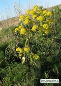 Asafoetida